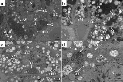 Fucoidan changes lipid accumulation in the liver of common carp (Cyprinus carpio) by modulating lipid and glucose metabolism